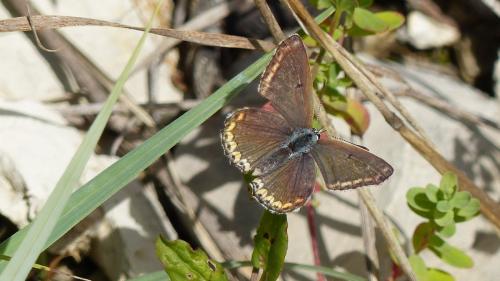 Polyommatus bellargus